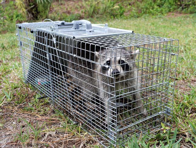 Image for article titled Humane Trap Safely Holds Hungry, Terrified Animal In Mesh Prison Until Captor Can Carry It Far Away From Family