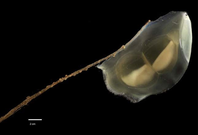 Photo of tunicate