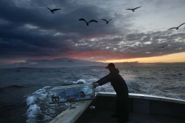 FILE - In this July 29, 2014 file photo, Brandon Demmons sends a lobster trap overboard at dawn off of Monhegan Island, more than 12 miles off the coast of Maine. A two-year shutdown of the Maine shrimp season is keeping many lobstermen at sea deeper into the winter than typical, a trend some say could result in lower prices at lobster pounds. Many Maine lobstermen use the shrimp season as a source of winter income while lobsters are in lower demand and harder to catch. (AP Photo/Robert F. Bukaty