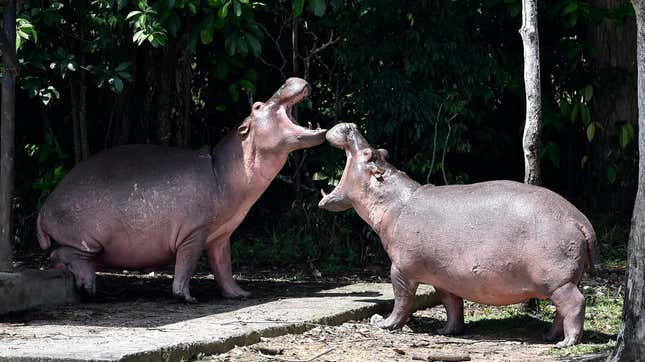 Hippos are seen at the Hacienda Napoles theme park, once the private zoo of drug kingpin Pablo Escobar at his Napoles ranch, in Doradal, Antioquia department, Colombia on September 12, 2020. - Escobar bought four hippos from a zoo in California and flew them to his ranch in the early 1980s. Left to themselves on his Napoles Estate, they bred to become supposedly the biggest wild hippo herd outside Africa -- a local curiosity and a hazard.