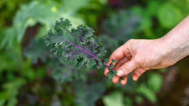Side-view photo of a person holding a single leaf of dark green kale with a purple stalk and veins.