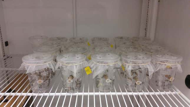 Imagen para el artículo titulado La esperanza de vida de las abejas se ha reducido a la mitad de lo que vivían en los 70