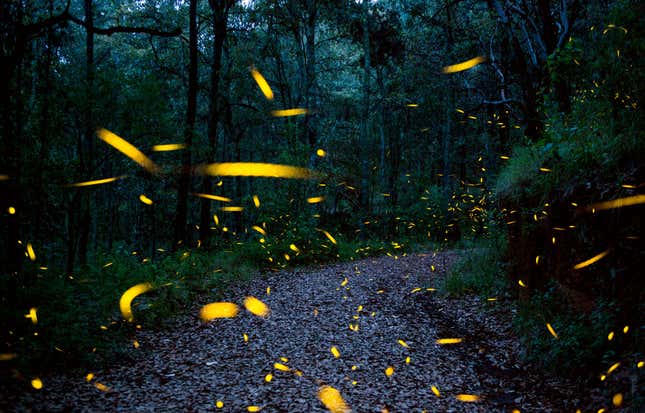 Luciferase isn’t in the covid-19 vaccines, but fireflies do use it to light up at night. 