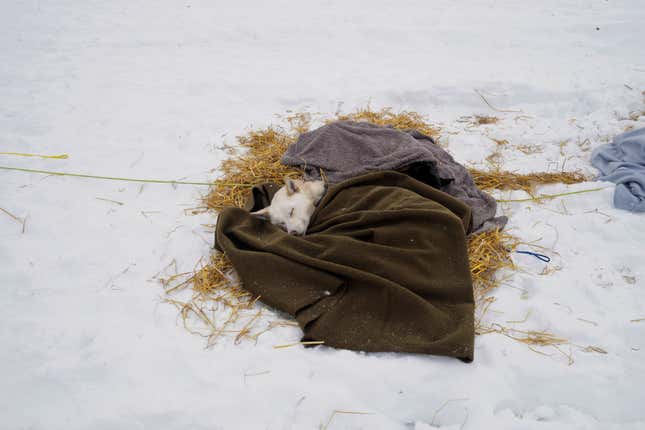 A dog sleeps at the Levajok check point.