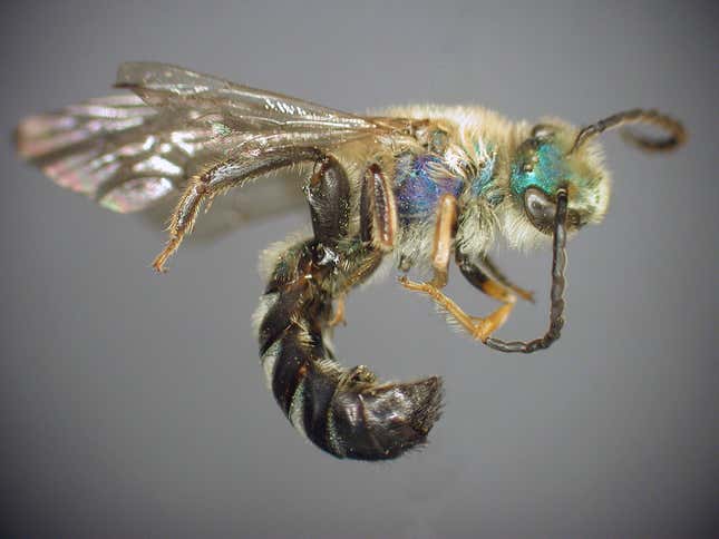 Dinagapostemon sicheli