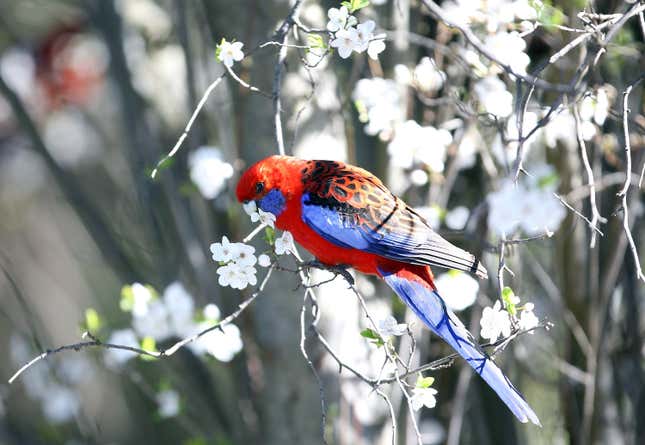 A red crimson rosella parrot with multicolored wings and a blue tail stands on a branch of white flowers.