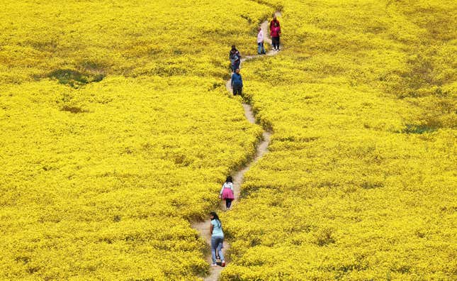 People thread through blooming flowers at the Carrizo Plain National Monument near Santa Margarita, CA on April 13, 2023.