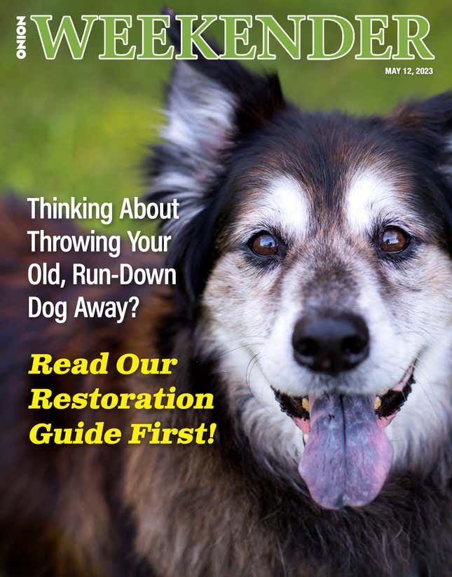 Image for article titled Thinking About Throwing Your Old, Run-Down Dog Away? Read Our Restoration Guide First!