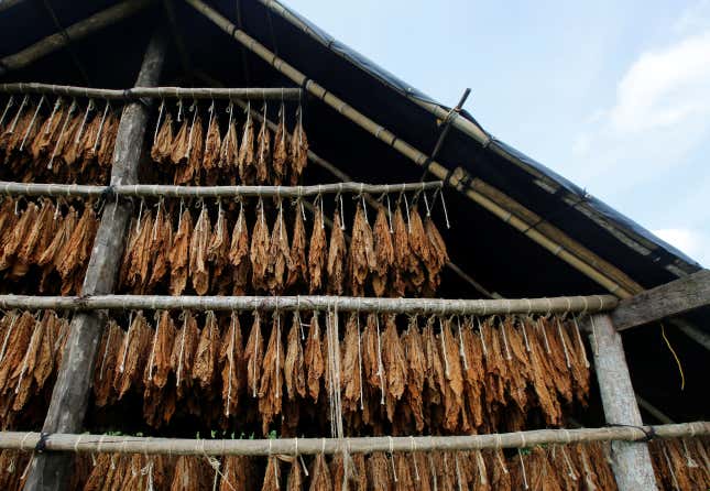 Tobacco leaves are seen in a curing barn at a tobacco plantation in Sucre