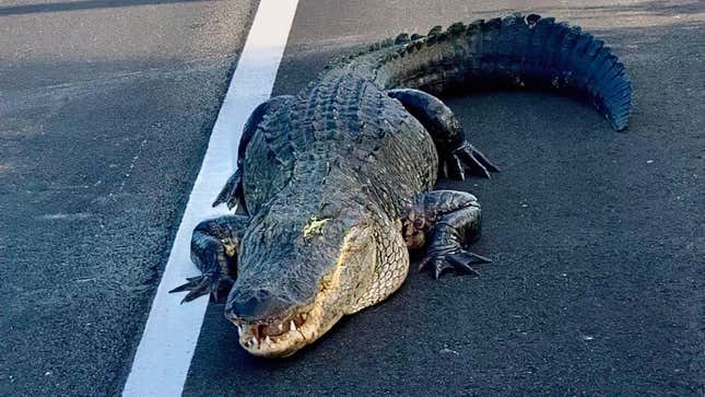 Image for article titled Alligator Blocks Traffic On Highway Outside of Orlando