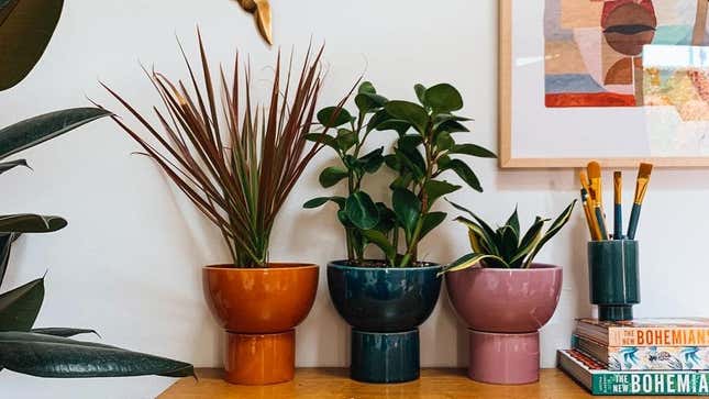 Image for article titled Gifts For Your Friend Who Has Way Too Many Goddamn Plants