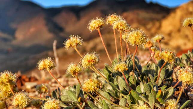 Image for article titled A Rare Flower Is Screwing Up Plans for a Nevada Lithium Mine