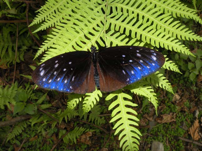 The Striped Blue Crow Euploea mulciber has brilliant blue markings and a slow, unhurried flight.