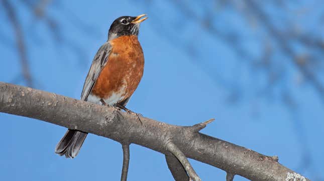 Robin singing on a tree branch