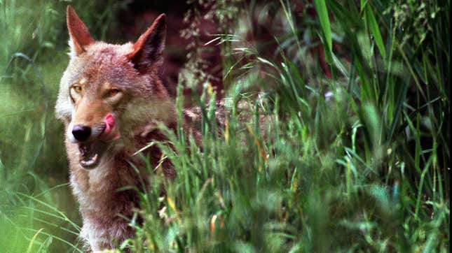 An endangered red wolf.