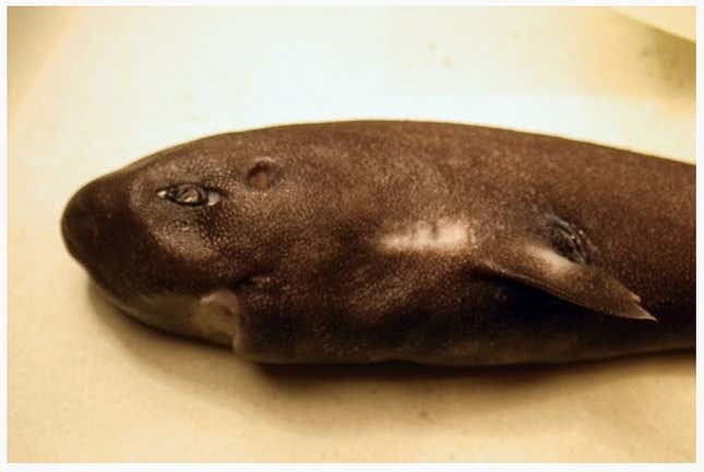 Image for article titled A rare, incredibly cute “pocket shark” was just discovered