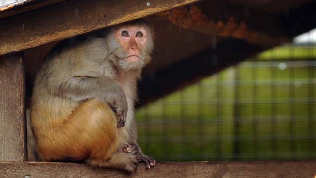 A Rhesus Monkey takes shelter in his enclosure as rain begins to fall, at the Drayton Park Manor zoo, August 28, 2011.