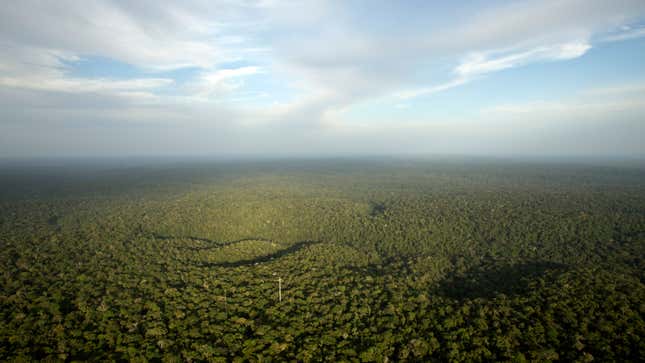 A carbon sink.