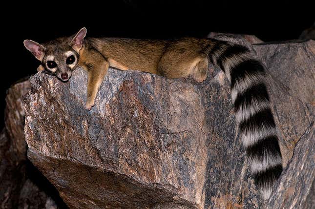 A ringtail cat.