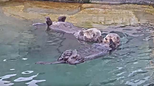 Two rescued otters rest, dreaming of their new careers as League Of Legends streamers.