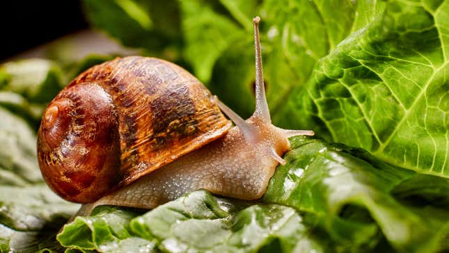 The snail is the unofficial mascot of the Slow Food movement, for obvious reasons. 