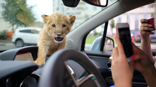 Image for article titled Where to Live If You Want a Pet Lion
