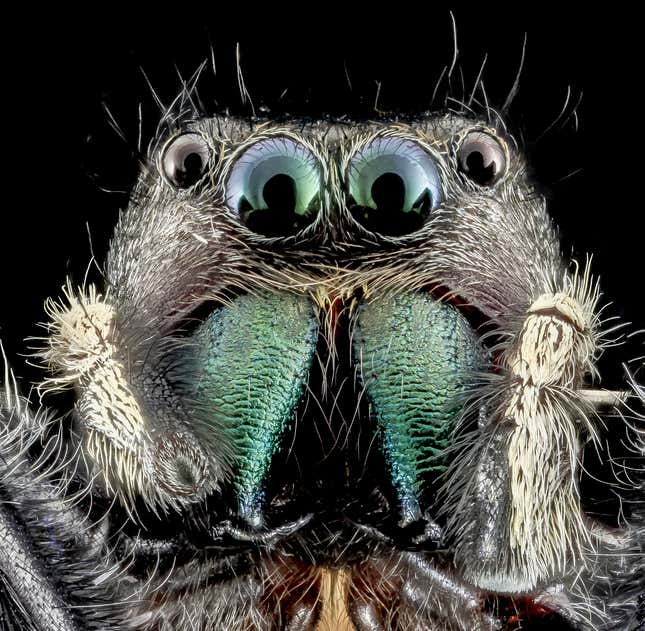 Phidippus clarus