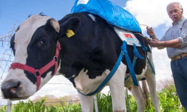Image for article titled The weird things farmers are doing to save the environment from flatulent cows