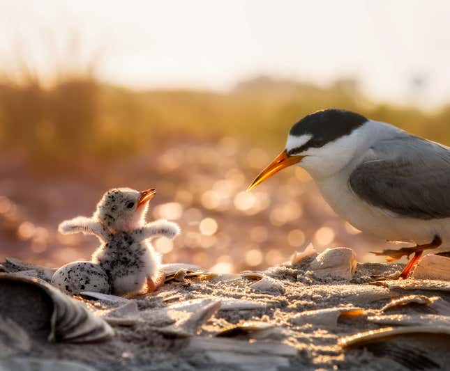 Image for article titled Photos: The beautiful birds that may soon be lost to climate change