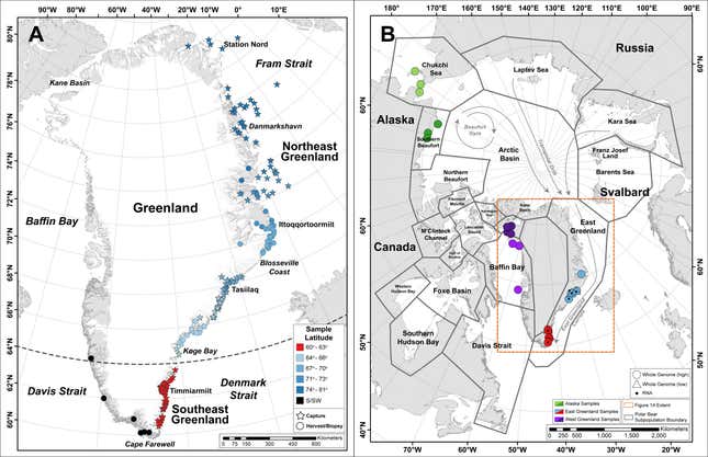 The dots on the left map show the locations where samples from Greenland polar bears were collected. The new Southeast Greenland population, shown as red dots, is located between 60 and 64 degrees north.