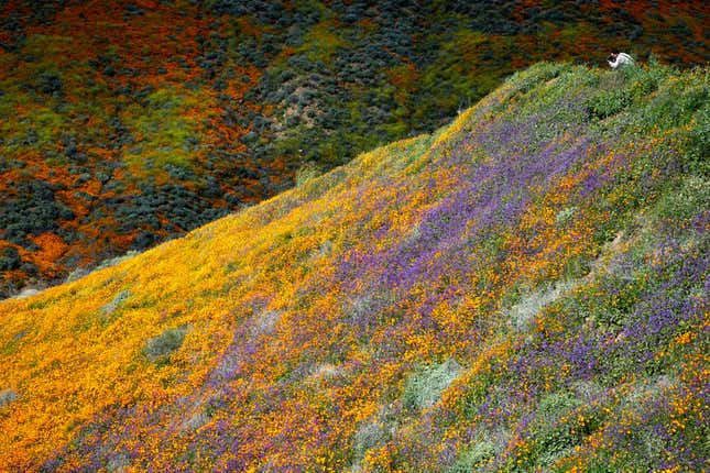 Image for article titled California’s colorful super blooms, in pictures