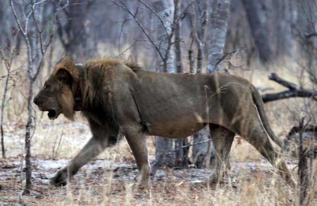 A lion wears a tracking collar as it walks inside Zimbabwe’s Hwange National Park.