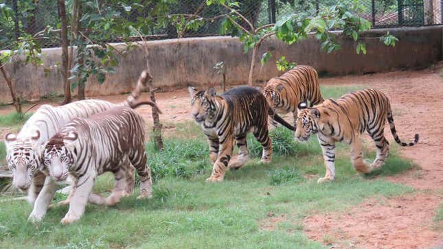 De izquierda a derecha: una tigresa leucista, un tigre pseudomelantista leucístico, un tigre pseudomelanístico y dos tigres comunes, todos en el Parque Biológico Nandankanan.