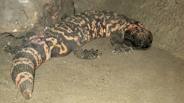 A gila monster.