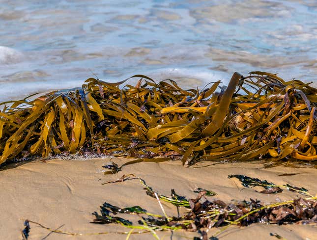 Image for article titled Beach Clearly Using Kelp To Cover Up Receding Shoreline