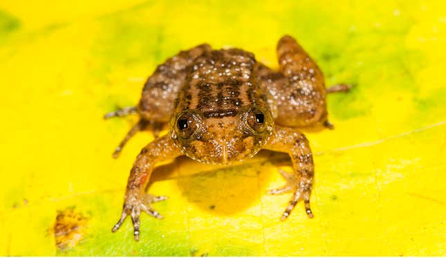 Athirappally night frog (Nyctibatrachus athirappillyensis), new species discovered from areas adjoining the Athirappilly waterfall, site for a proposed hydroelectric project.