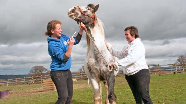 Routine wormer being administered by needle to a uncooperative horse by two women veterinarians 