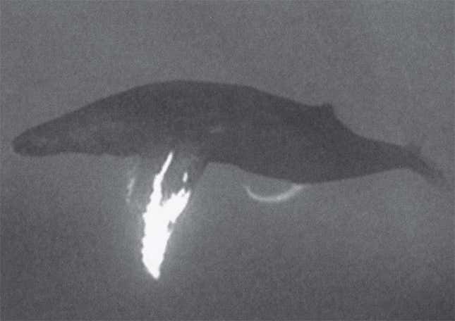 Una ballena jorobada macho con pene “en exhibición”