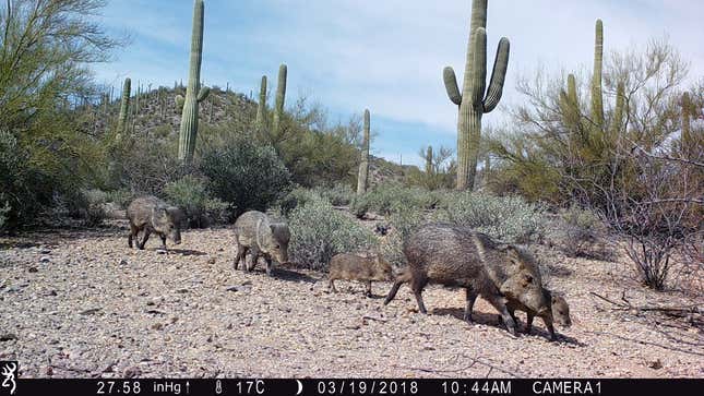 A family of javelinas.
