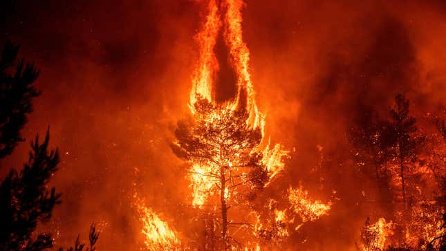 Flames rise from a forest fire near the village of Makrimalli on the island of Evia, northeast of Athens, on August 13, 2019.