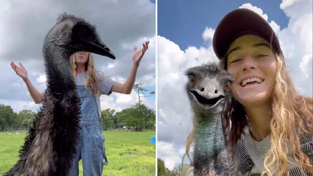 Image for article titled Yes, I Will Explain the Lesbian Farmer Emu Flu Drama to You