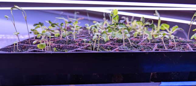 various seedlings growing in a tray