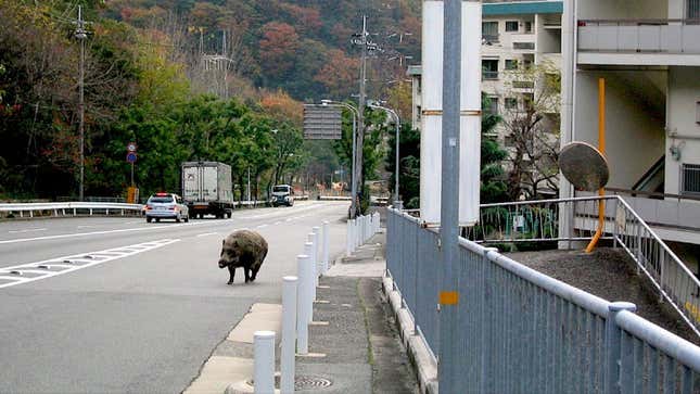 A wild boar ambling down the streets of Kobe.