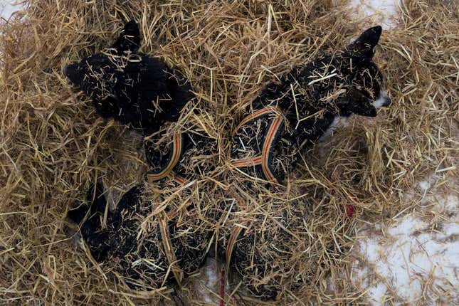 Pups sleeping in hay.
