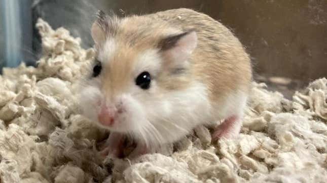Close-up of tan hamster