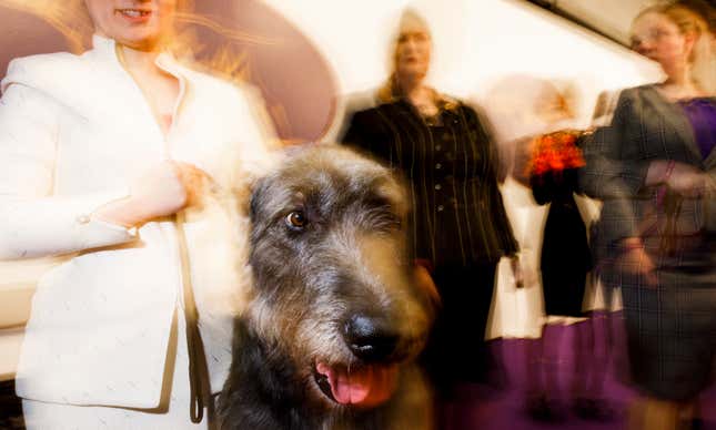 Image for article titled King’s realm: Behind the scenes at the Westminster Dog Show