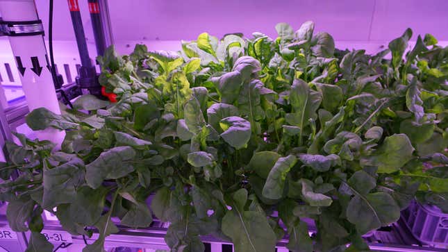 Arugula.