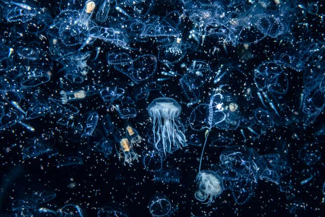 Zooplankton and jellyfish off the coast of Scotland.