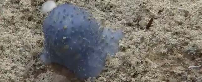 Imagen para el artículo titulado Nadie acierta a identificar este extraño organismo marino azul