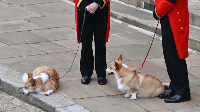 Image for article titled Royal Corgis Update: They&#39;re Now Getting Visits From the Queen&#39;s Ghost